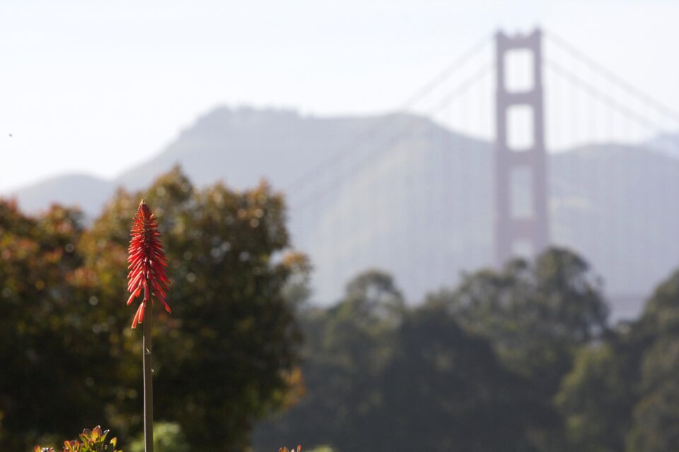 Red bridge fog san francisco
