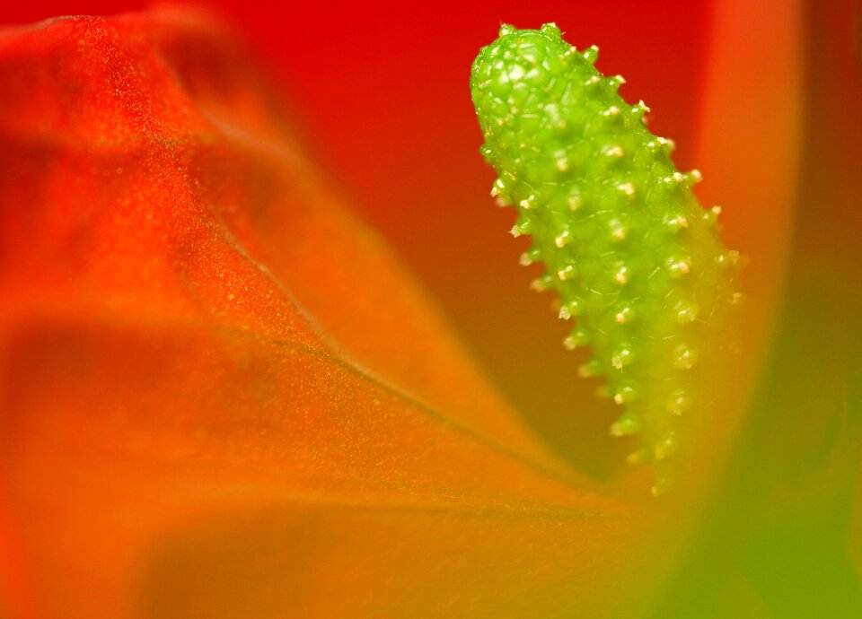 Yellow nature plant
