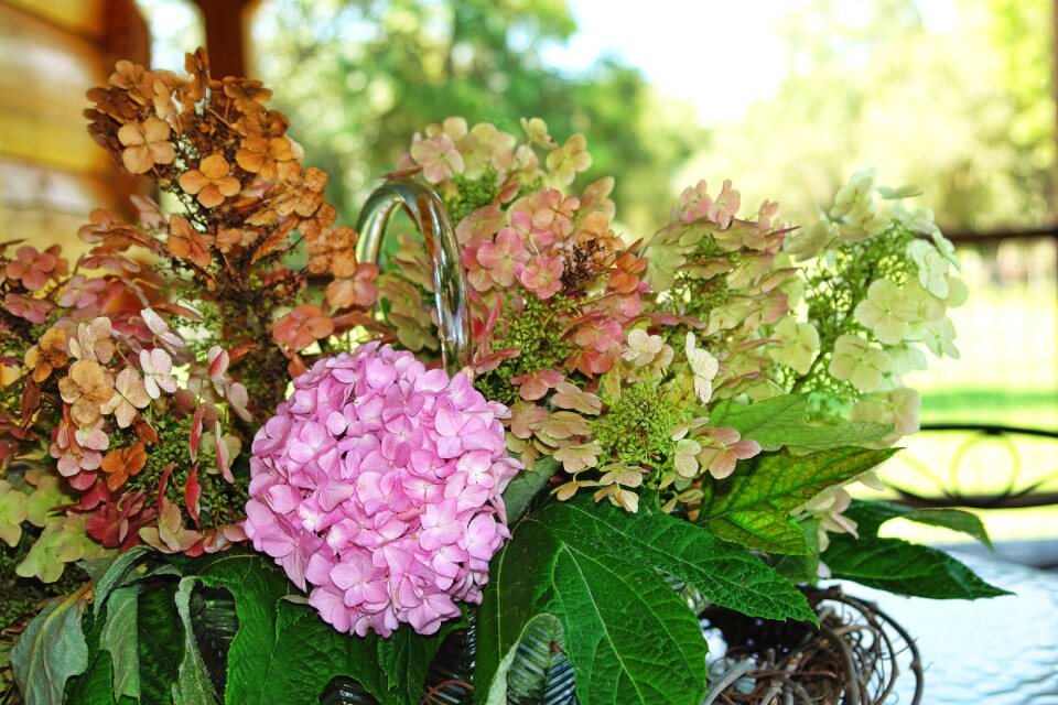 Nature flower blossom