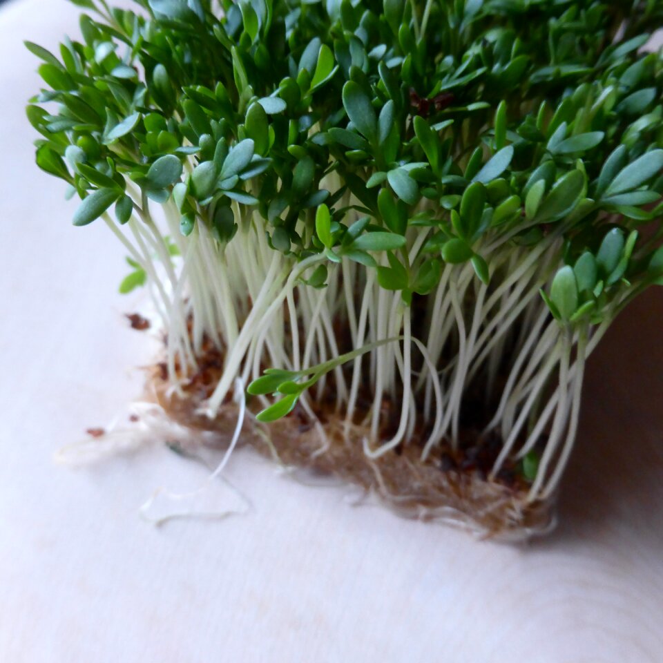 Plant spice fresh