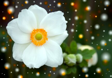 Bloom white flower