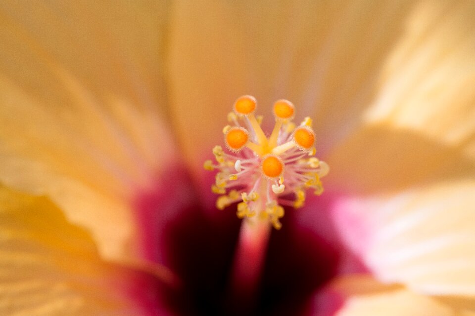 Flowering plant mallow malvaceae photo