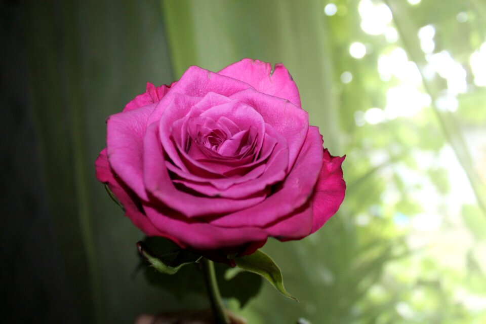 Flower pink rose flower