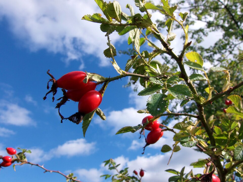 Red nature sammelfrucht