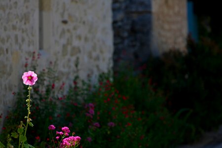House facade pink
