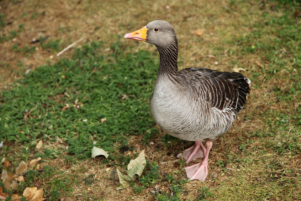 Brown domestic duck