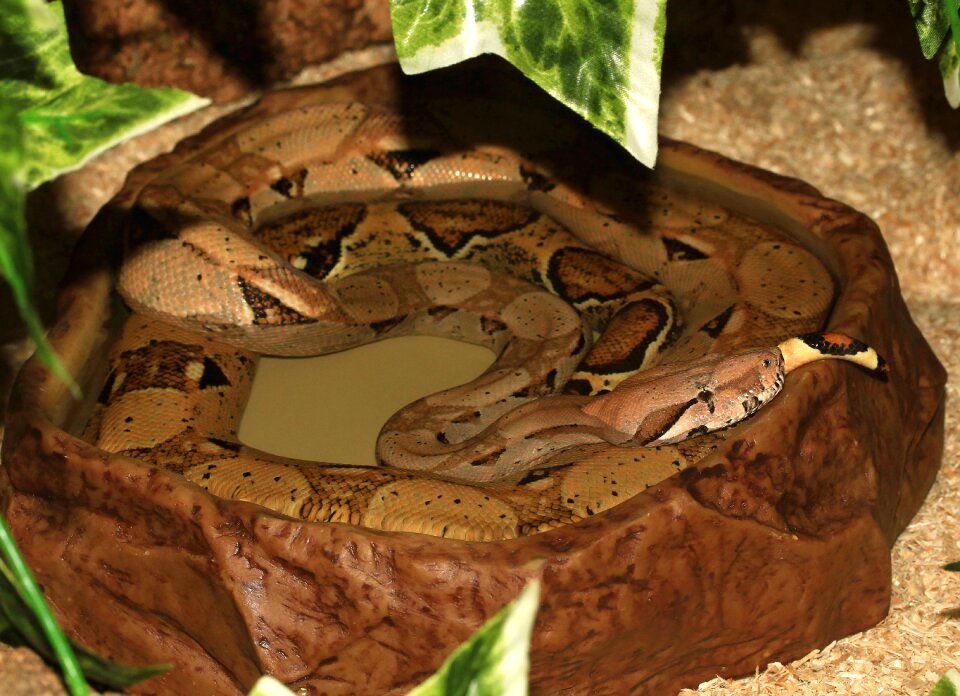 Snake boa constrictor imperator lurking