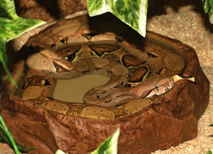 Snake boa constrictor imperator lurking