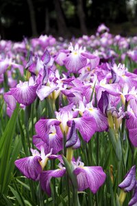 Nature floral natural