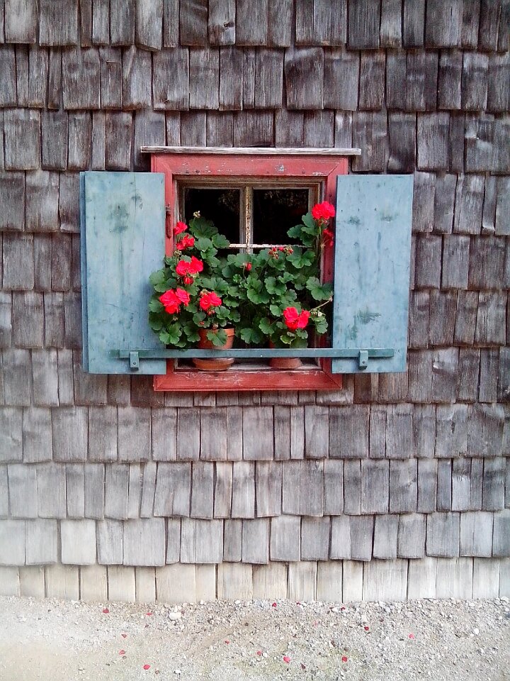 Window rural flower