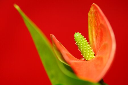 Petals beauty garden photo