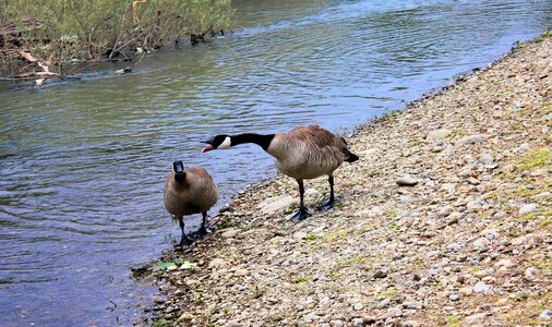 Water bird animal