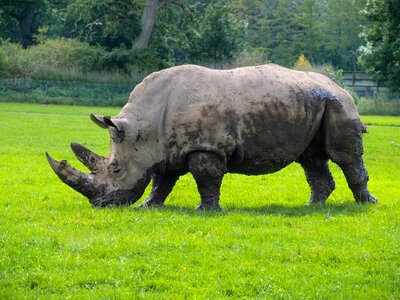 Rhinoceros wild animal nature park