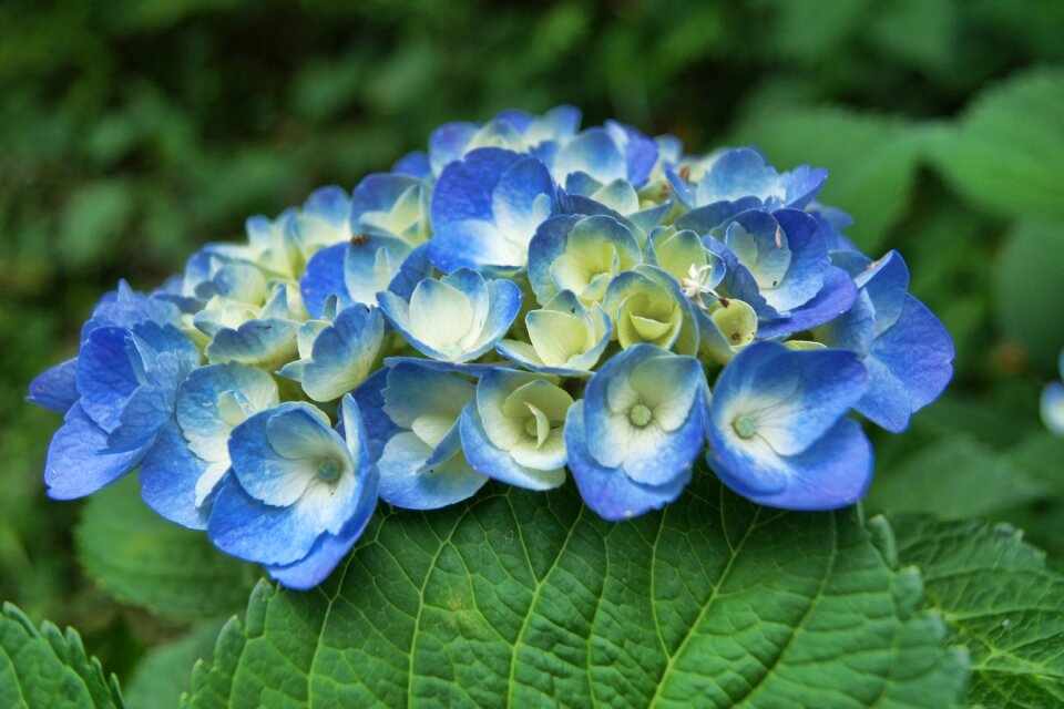 Plant nature summer
