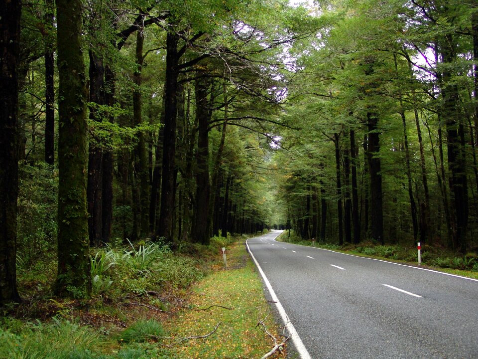 Street nature ecology