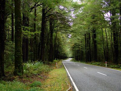 Street nature ecology