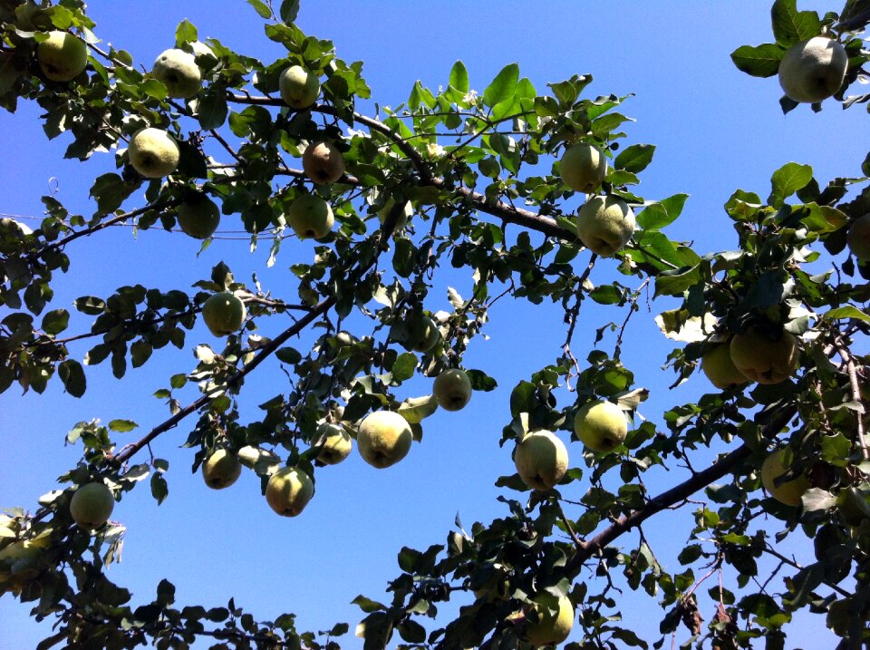 Green fruit nature