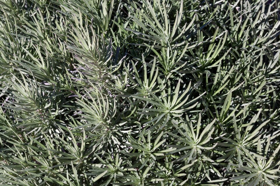 Background star leaves