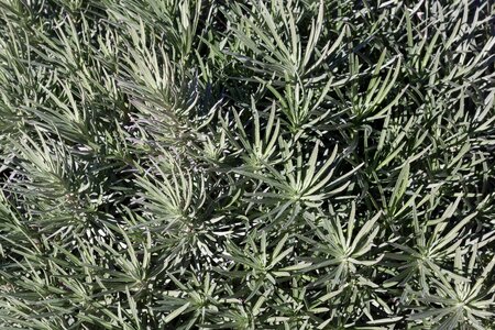 Background star leaves