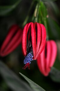 Red macro spring