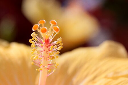 Flowering plant mallow malvaceae