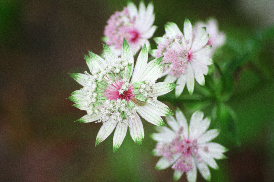 Nature wild plant green
