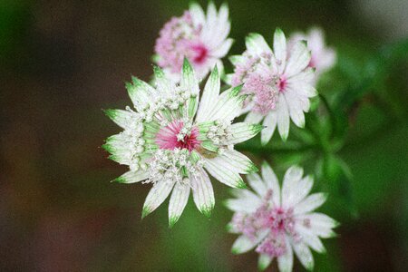 Nature wild plant green