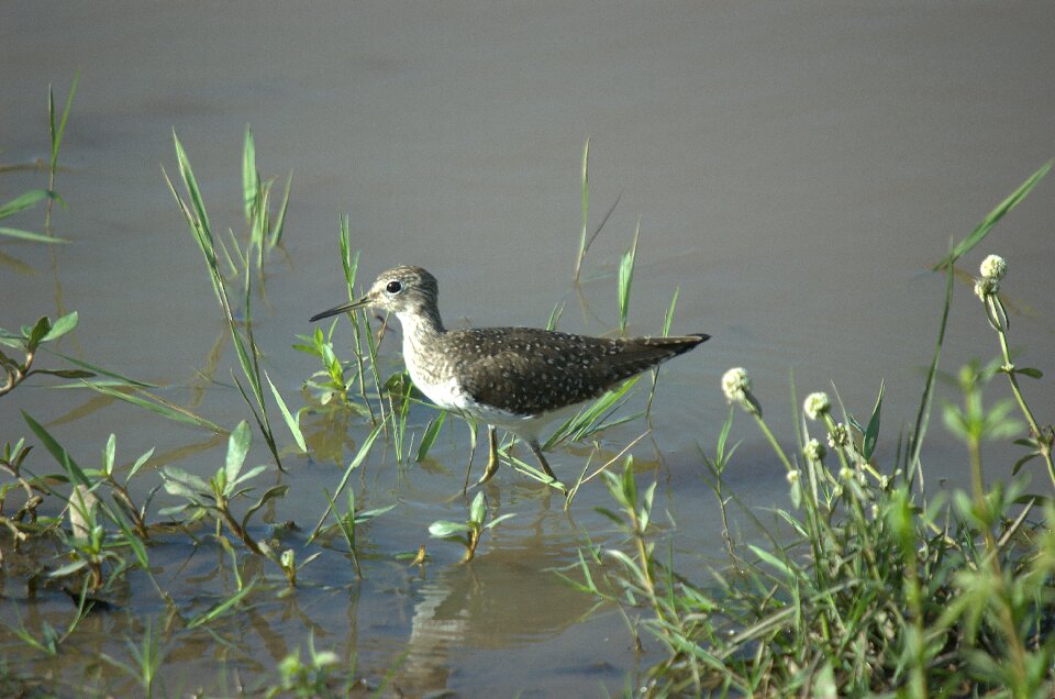 Llanos venezuela animal