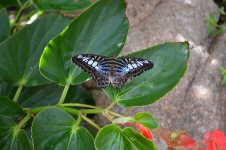 Blue insect nature photo