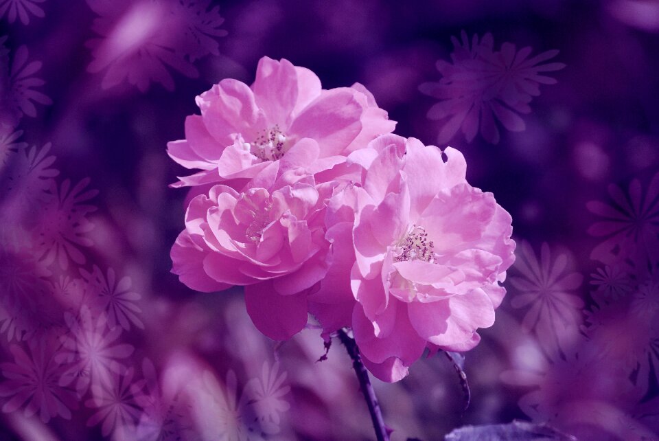 Fantasy greeting card image