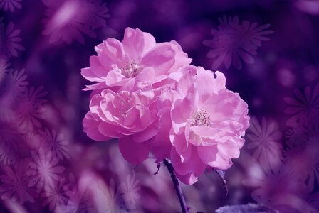 Fantasy greeting card image