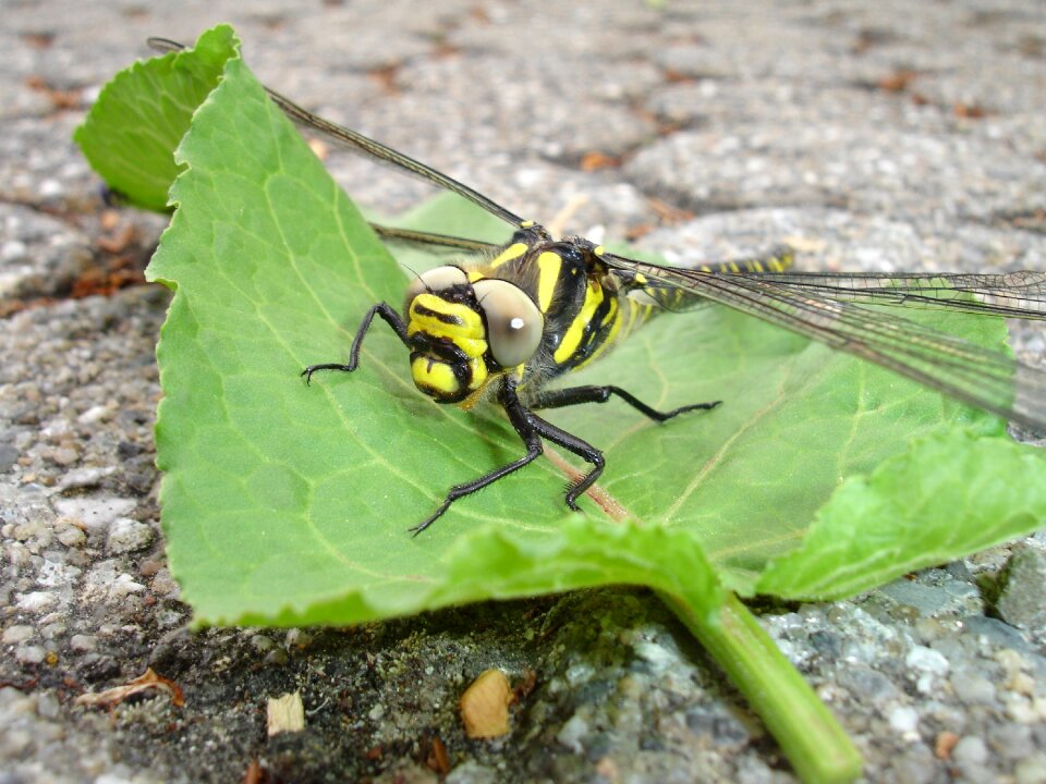 Insect yellow flight insect