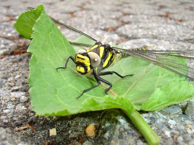 Insect yellow flight insect
