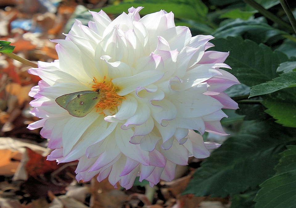 White pink butterfly