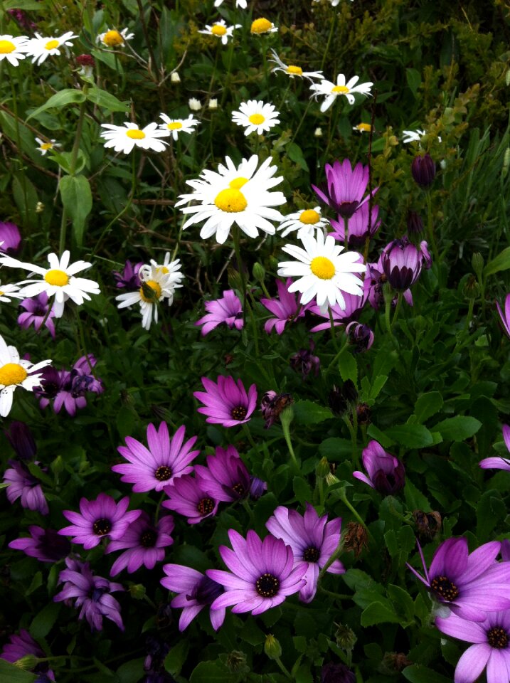 Spring field garden