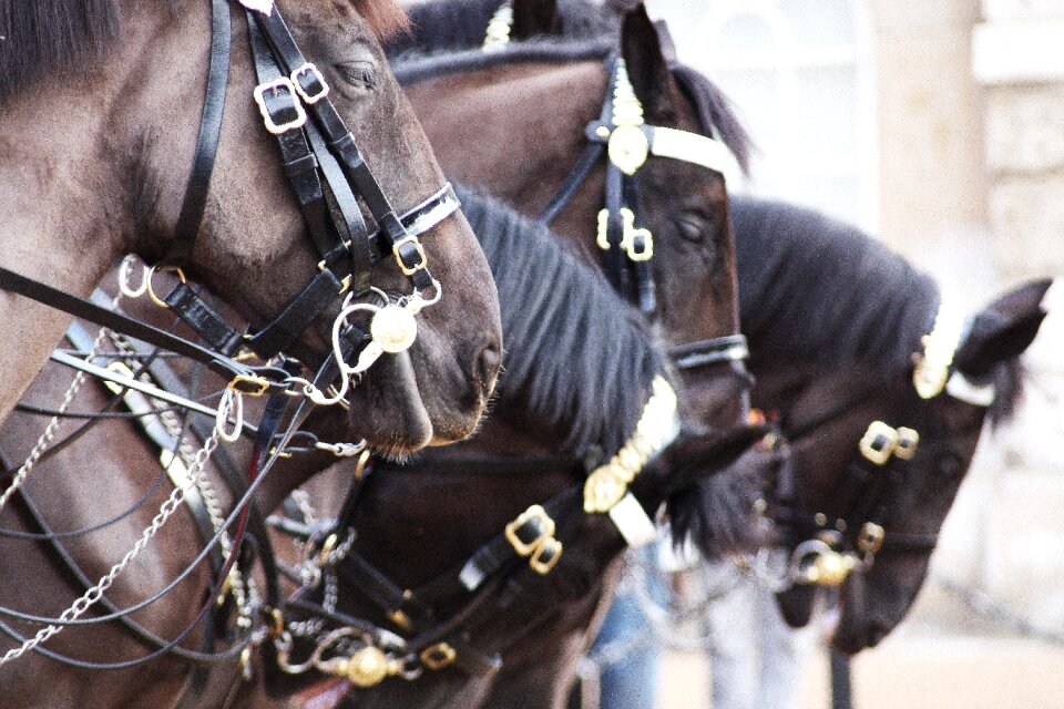 Horses london england