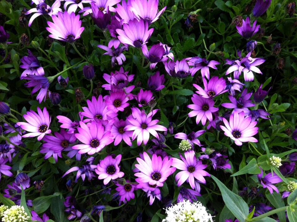 Field garden bloom