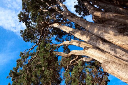 Branches sky blue