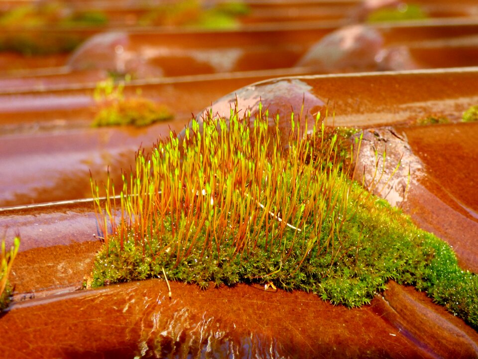 Roof tile garden nature