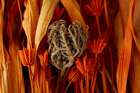 Pink jericho sundried flowers bouquet