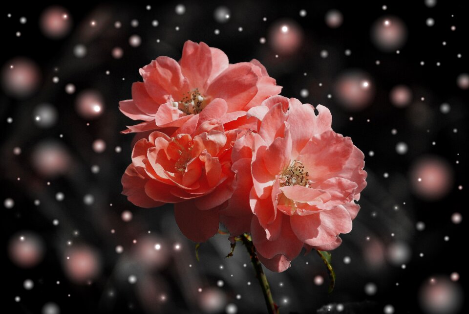 Plant fantasy greeting card