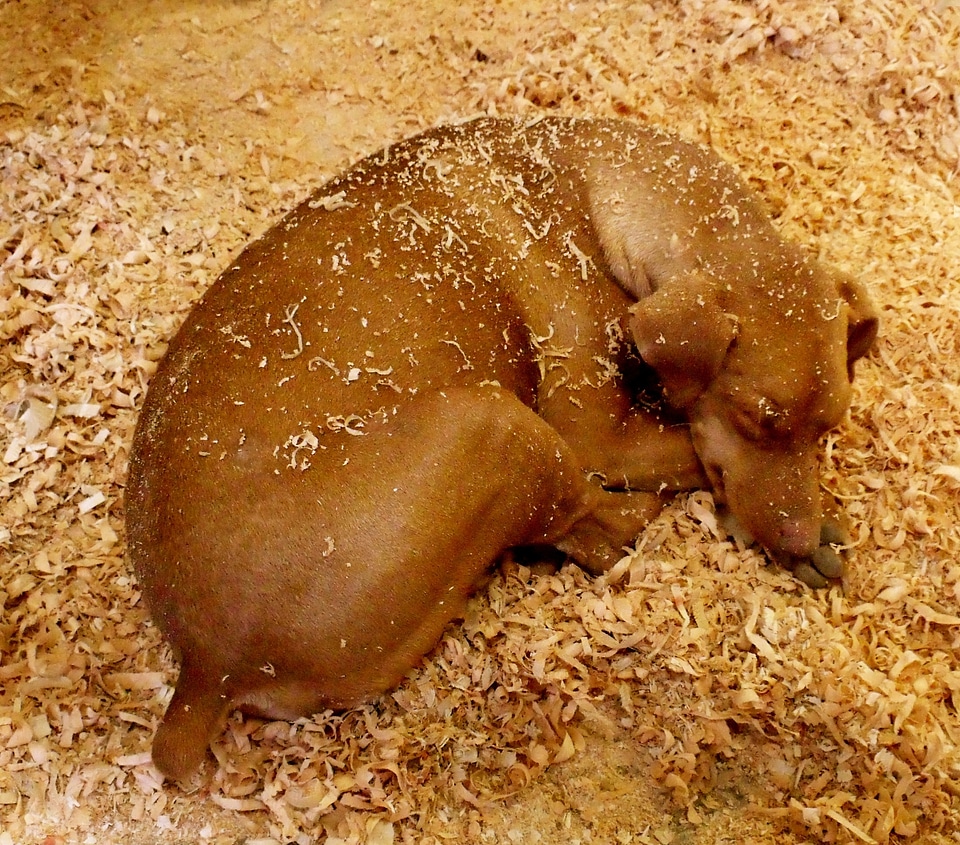 Brown animal canine