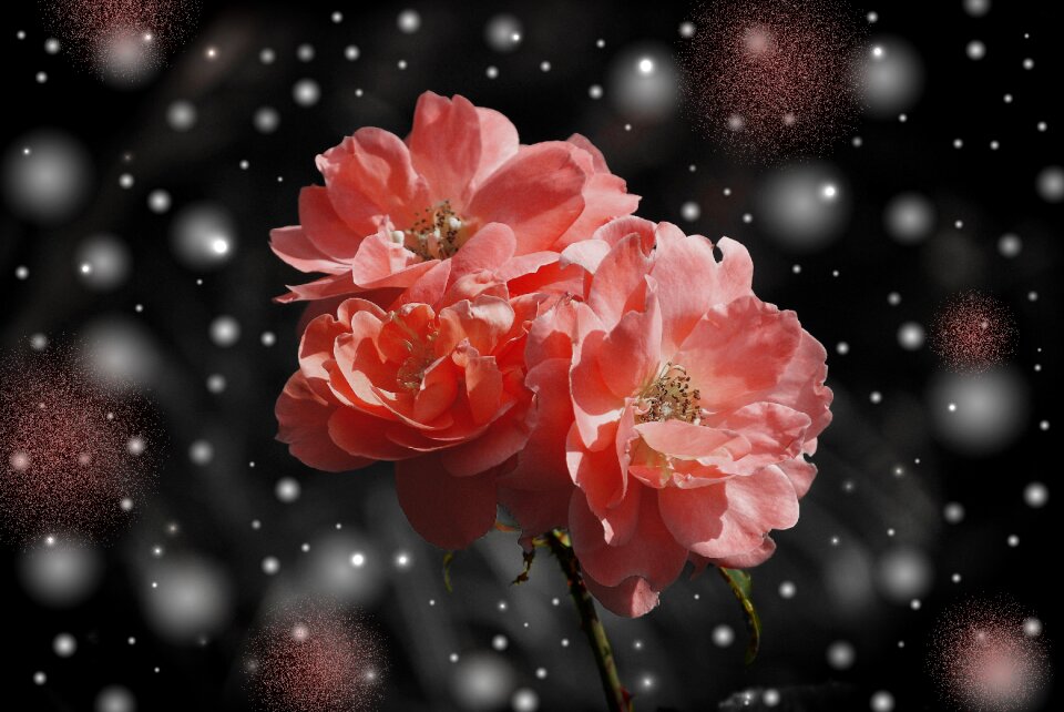 Plant fantasy greeting card