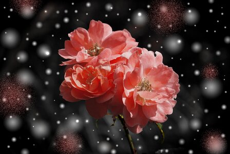 Plant fantasy greeting card