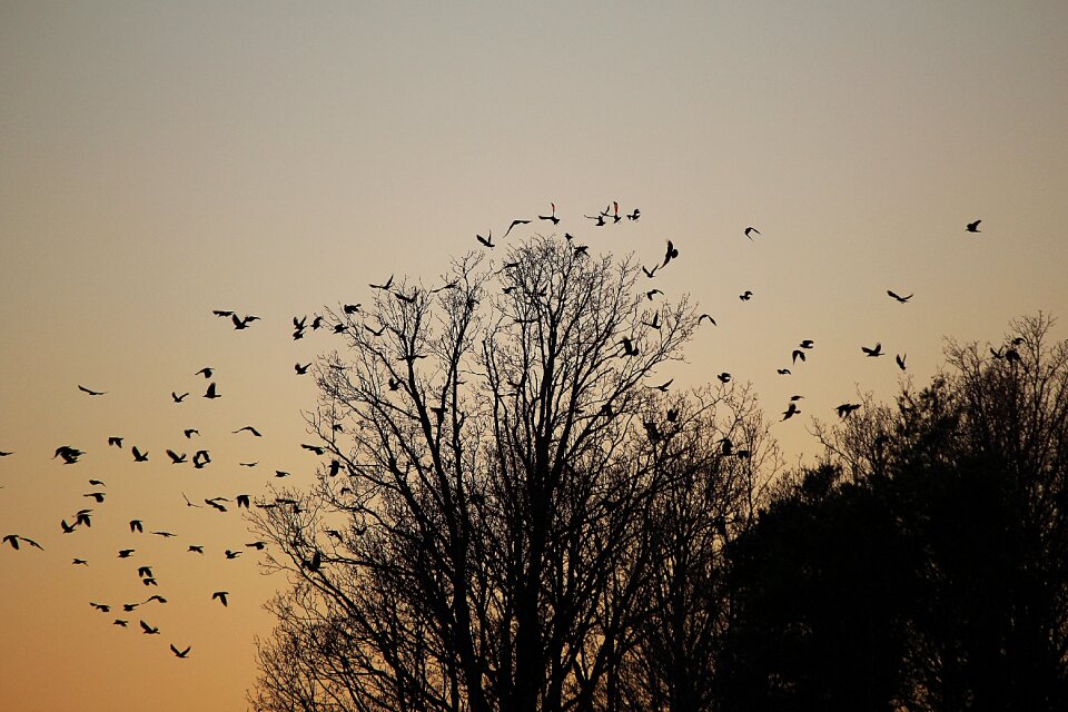 Flock of birds dig departure