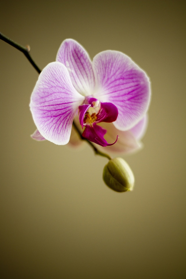 Florist plant lovely