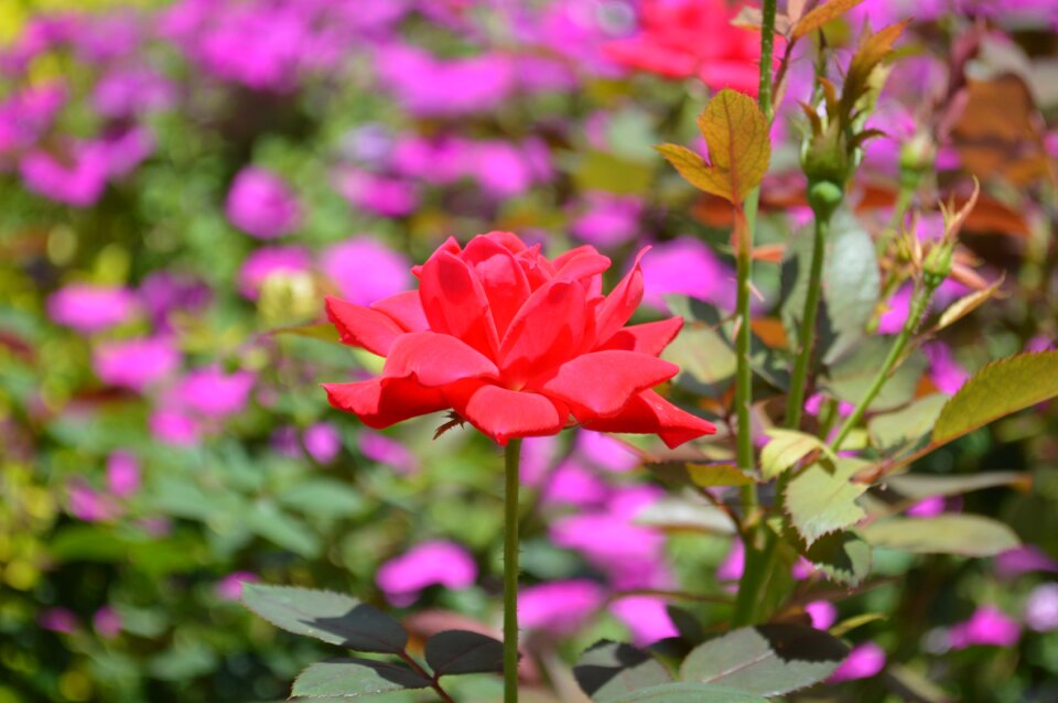 Flower nature floral