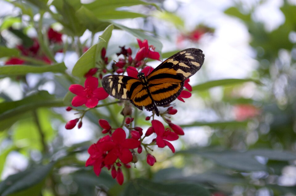 Eueides longwing wings