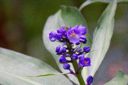 Violet brazil flower