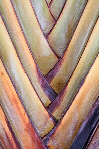 Musaceae leaf was detail